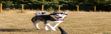 Siberian Husky 1