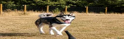Siberian Husky dogs for sale: Rehoming my lovely dog Blaidd  in Wickford - Advert 2