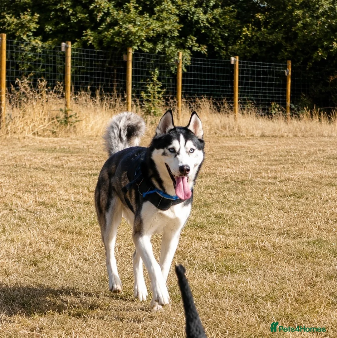 Siberian Husky dogs for sale: Rehoming my lovely dog Blaidd  in Wickford - Advert 2