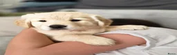 Golden Retriever dogs for sale: Golden retrievers pure breed. - Advert 18