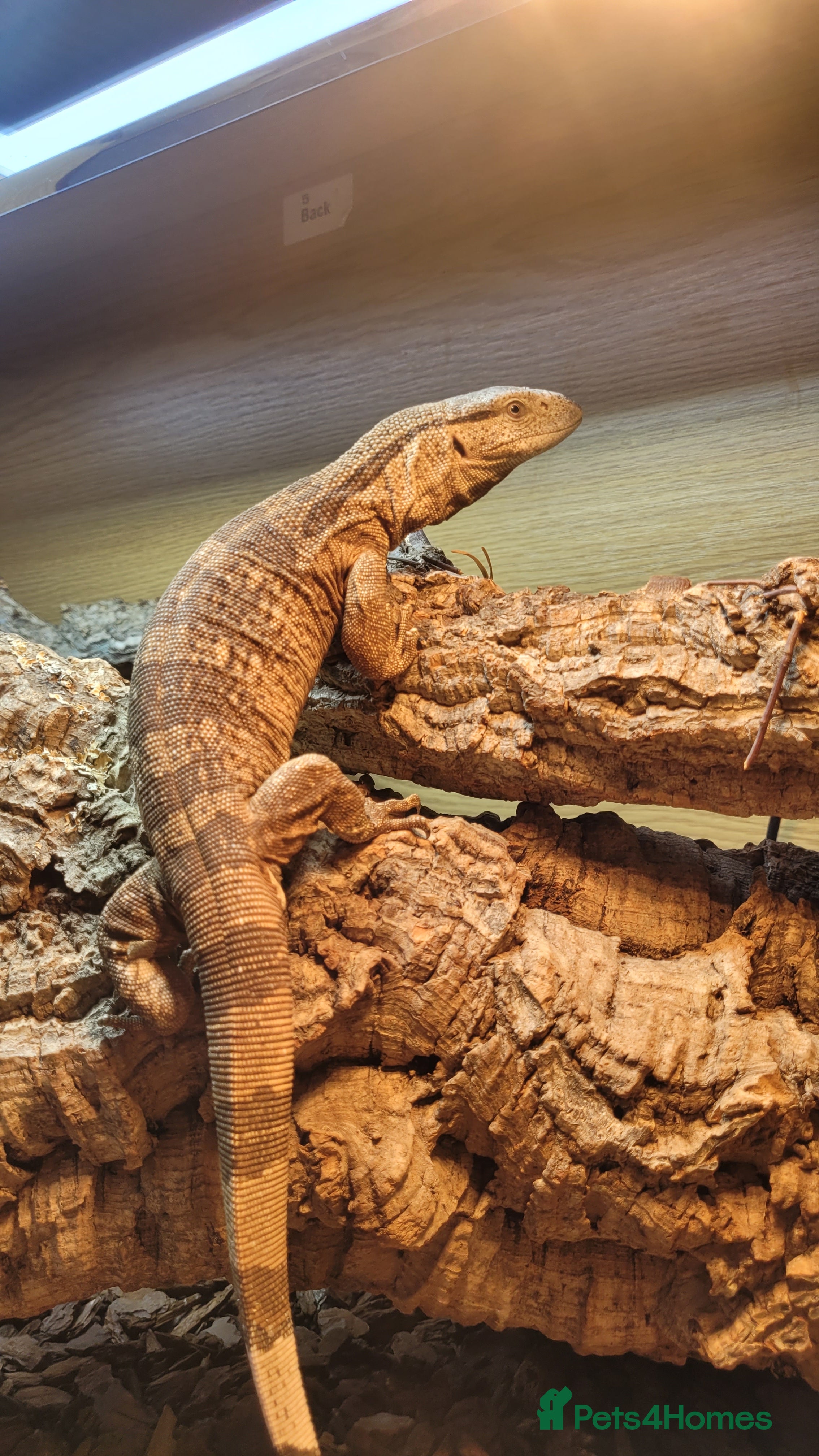 Monitor reptiles 1.1 White Throat monitors - Advert 2