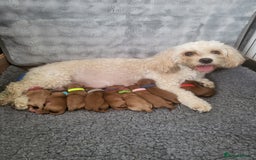 Cavachon dogs for sale: Cavapoochon - Image 19