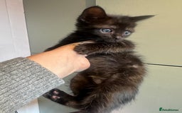 Mixed Breed cats for sale: Beautiful kittens  - Image 3
