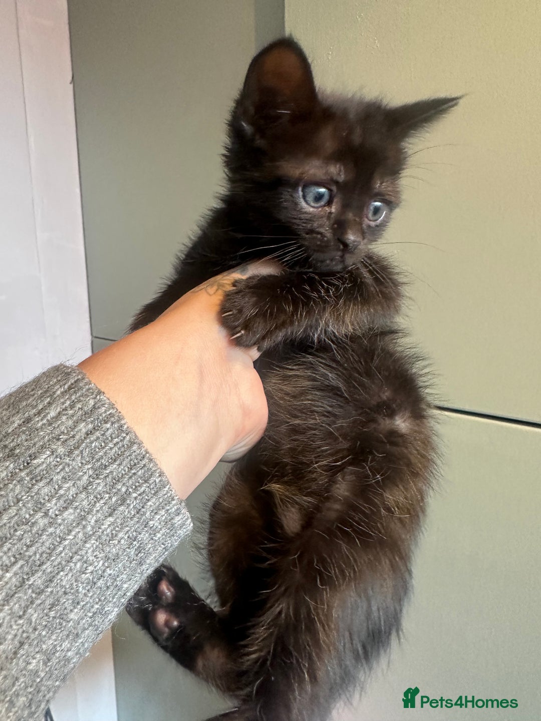 Mixed Breed cats for sale: Beautiful kittens  - Image 3