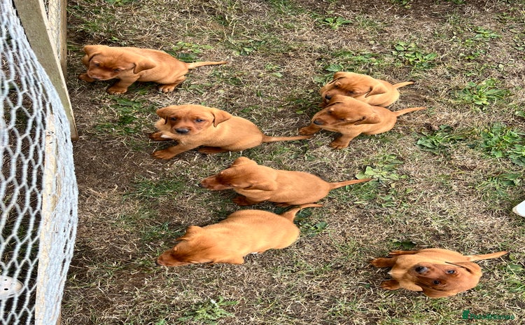 Labrador Retriever dogs - Advert 10