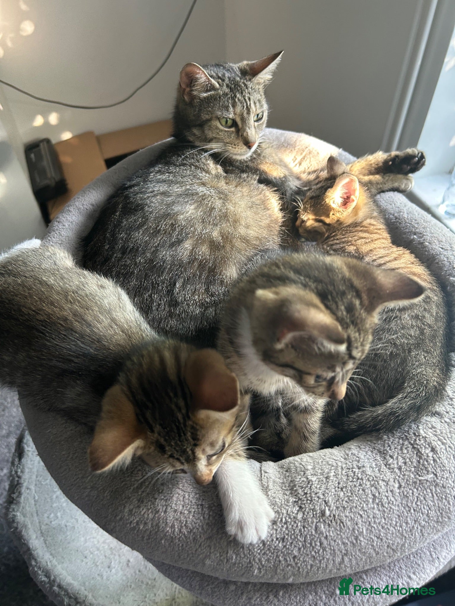 Mixed Breed cats 4 Gorgeous tabby kittens, 2 with white features - Advert 1
