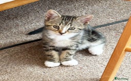 British Shorthair cats for sale: HEALTHY AND LOVING KITTEN FOR REHOUSING. - Image 9