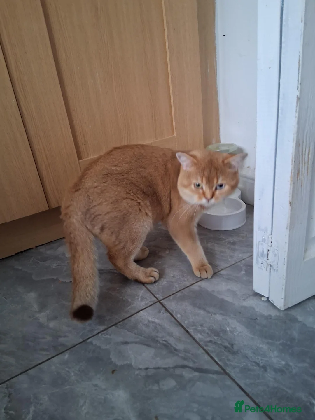 British Shorthair cats for stud: Active British shorthair for stud  in Wolverhampton - Advert 2