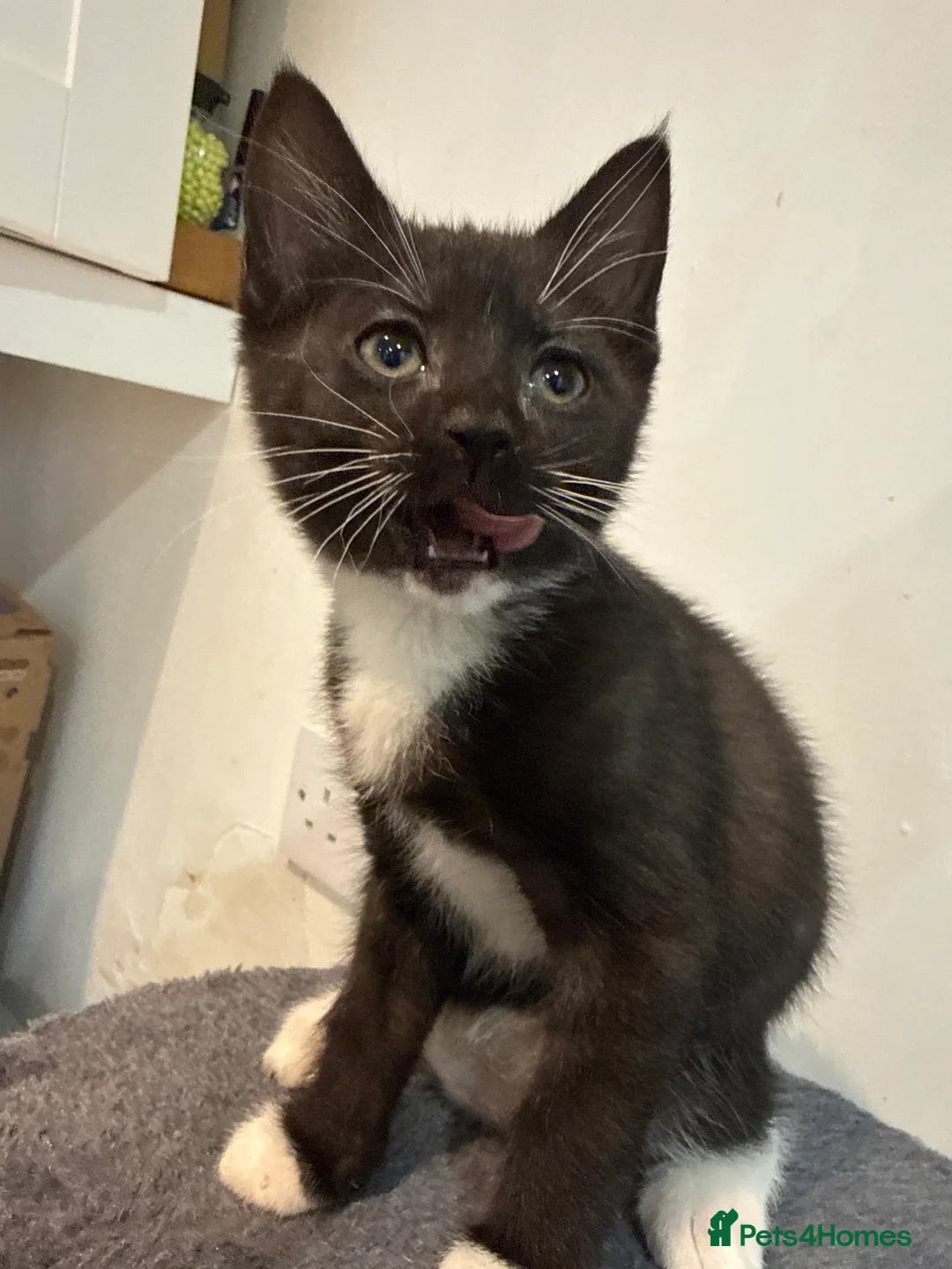 Mixed Breed cats for sale: Mixed breed kittens  - Advert 14