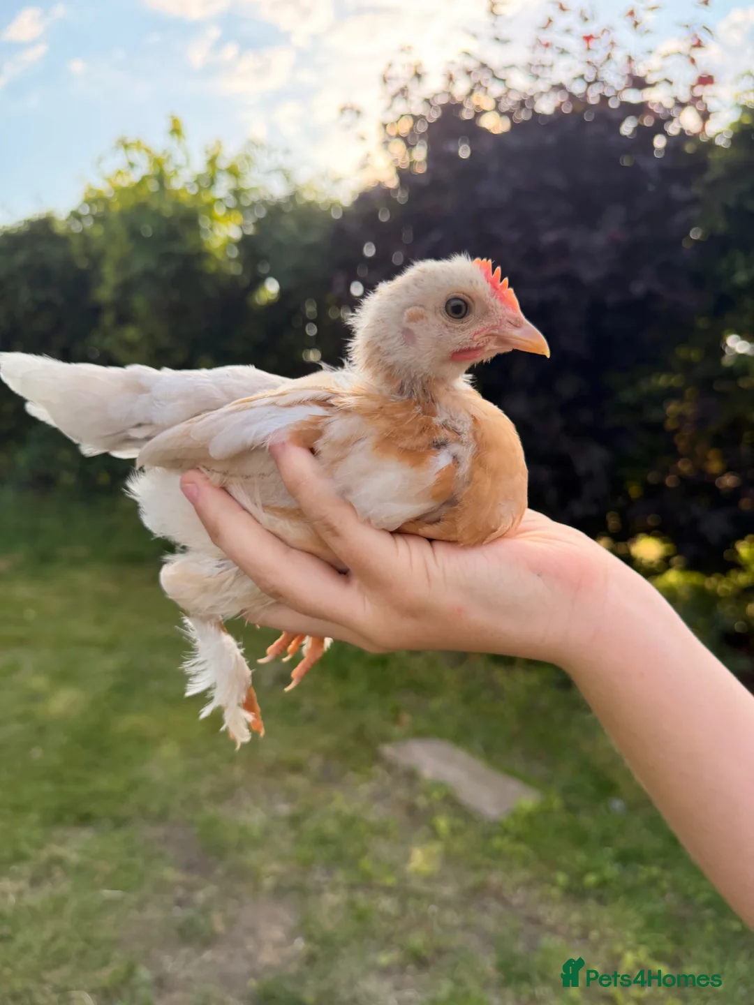 Chickens poultry for sale: 4 Pekin Bantam Cockerels Free in Stratford-upon-Avon - Advert 1