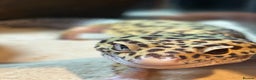 Leopard Gecko reptiles for sale: Leopard gecko and full vivarium  - Advert 1