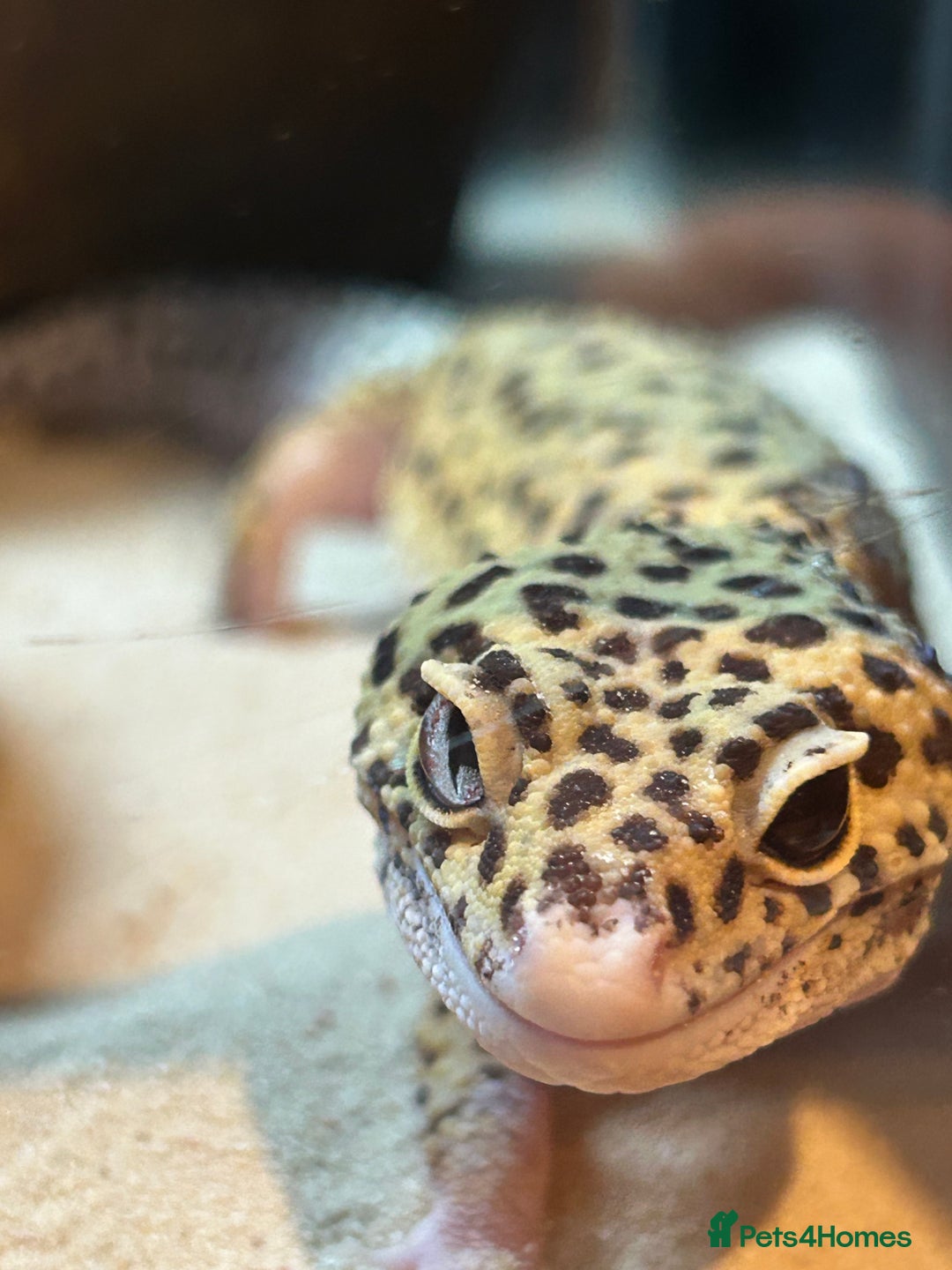 Leopard Gecko reptiles for sale: Leopard gecko and full vivarium  - Advert 1