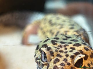 Leopard Gecko reptiles Leopard gecko and full vivarium - Advert 6