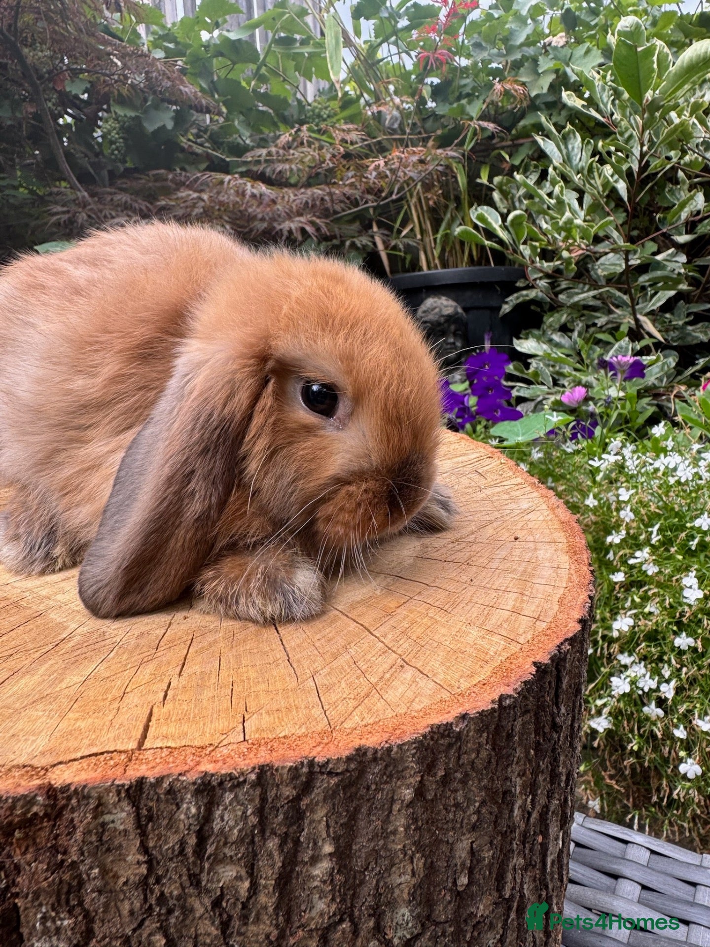 Mini Lop rabbits 100% Pure Bred Super Friendly Mini Lop Bunnies - Advert 1