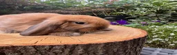Mini Lop rabbits for sale: 100% Pure Bred Super Friendly Mini Lop Bunnies - Advert 1
