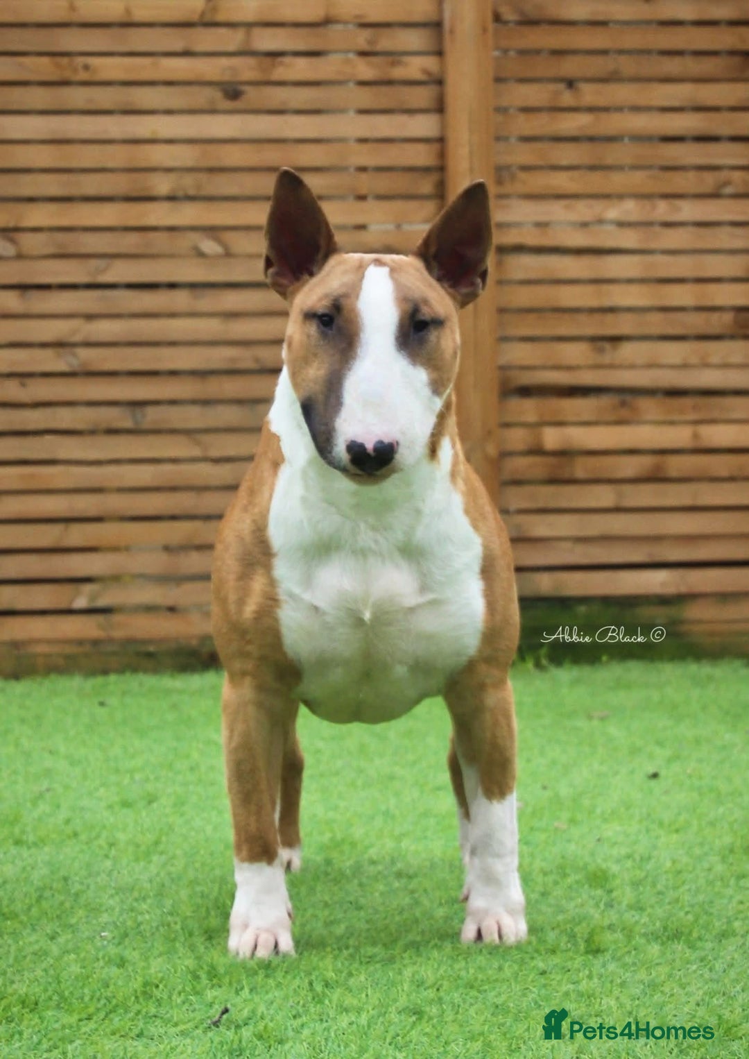 English Bull Terrier dogs for sale: Outstanding standard Bull terrier boys available  - Advert 9