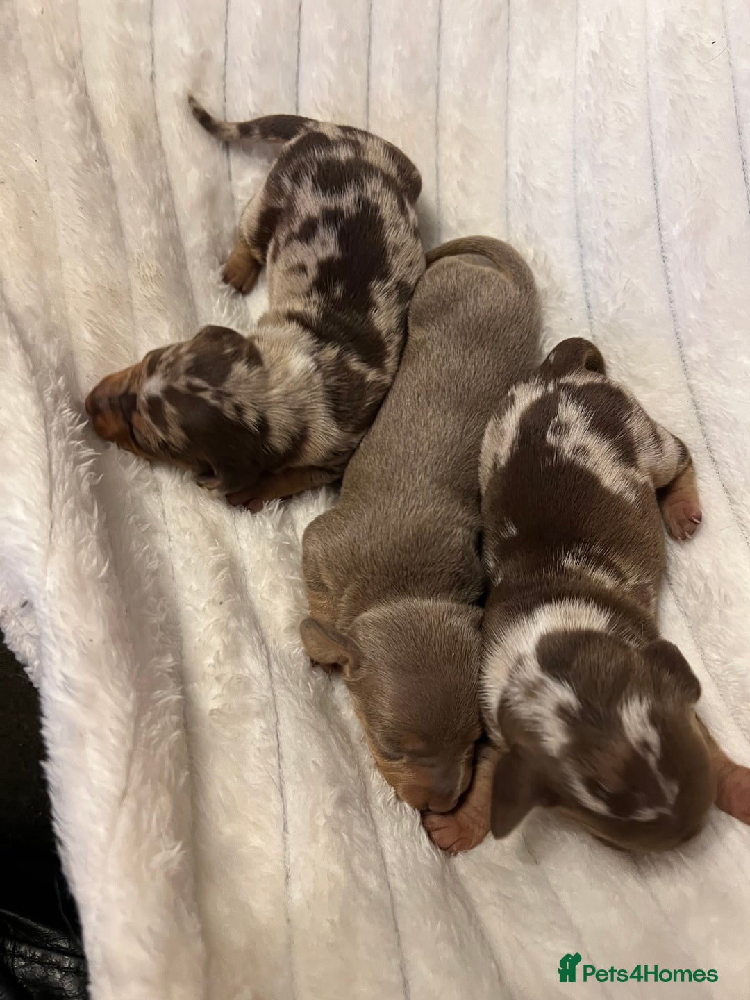 Miniature Dachshund dogs for sale: Miniature dachshund  - Advert 15