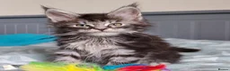 Maine Coon cats for sale: Meet Our Beautiful Maine Coon Kittens 😍😍😍  - Advert 3