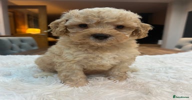 Cavapoochon dogs - Advert 13