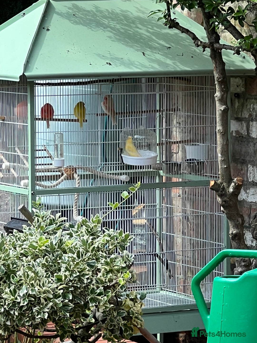 Canaries birds for sale: 4 male canaries - Advert 2