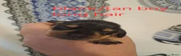 Miniature Dachshund dogs for sale: Miniature dachshund puppies for sale in spalding in Spalding - Advert 15