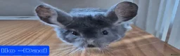 Chinchilla rodents for sale: Male chinchilla + unsexed kits - Advert 5