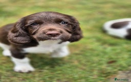 English Springer Spaniel dogs for sale: KC Reg. READY NOW. English Springer Spaniel 8 WKS - Image 21