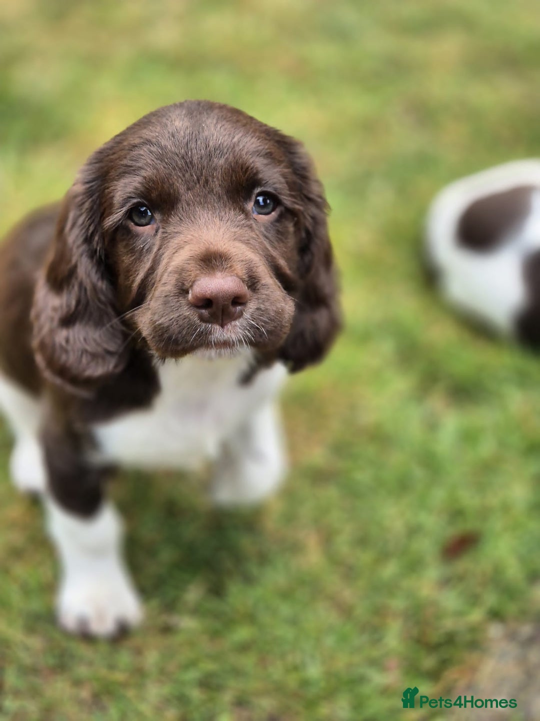 English Springer Spaniel dogs for sale: KC Reg. READY NOW. English Springer Spaniel 8 WKS - Image 21