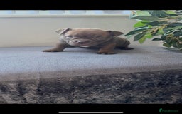 American Bully dogs for sale: Abr Micro Exotic American Bully - Image 5