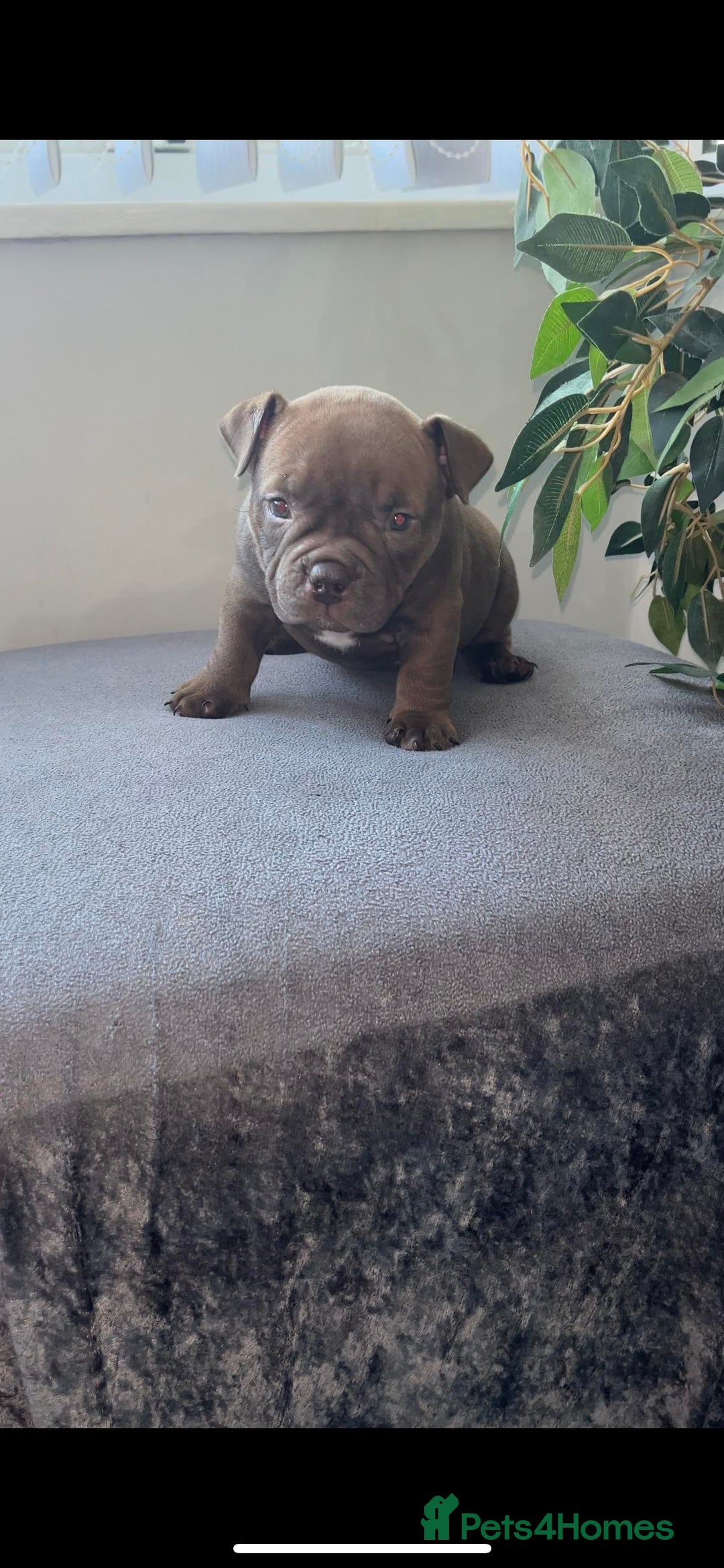 American Bully dogs for sale: Abr Micro Exotic American Bully - Image 5