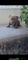 American Bully Puppy 6