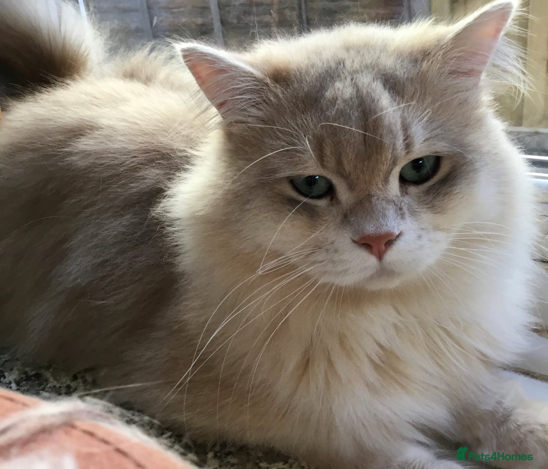 British Longhair cats for sale: Sweet Blue golden British Longhair boy  - Image 4