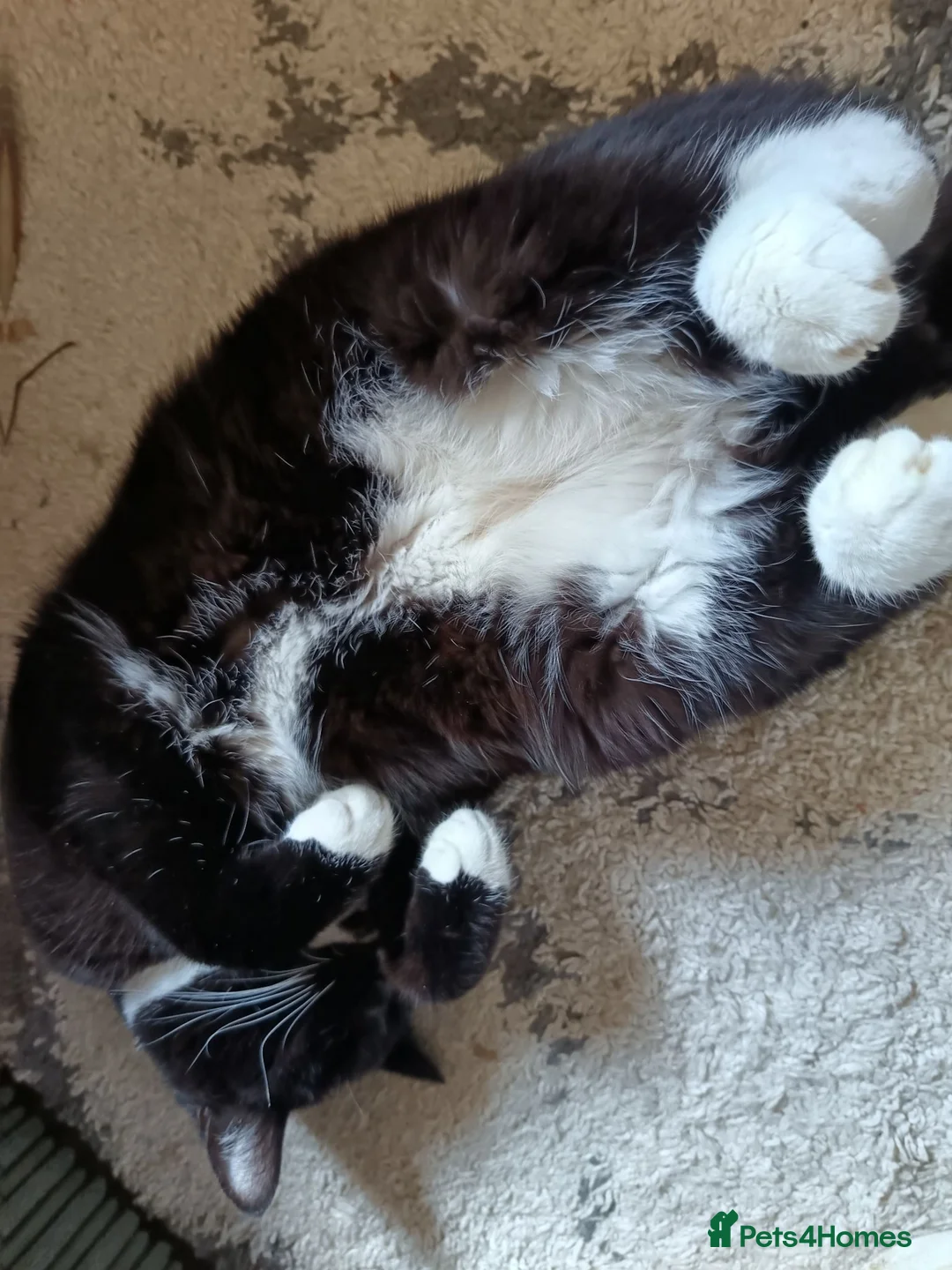 Mixed Breed cats for sale: Tuxedo British short hair & brown tabby ragdoll  - Advert 2