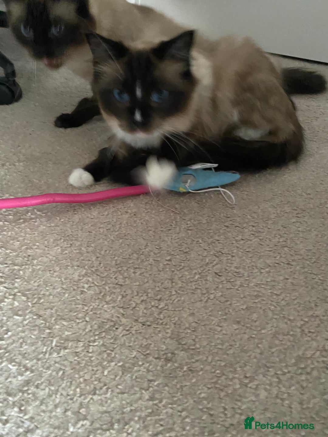 Ragdoll cats for sale: 2 Ragdoll sisters  for adoption  - Image 3