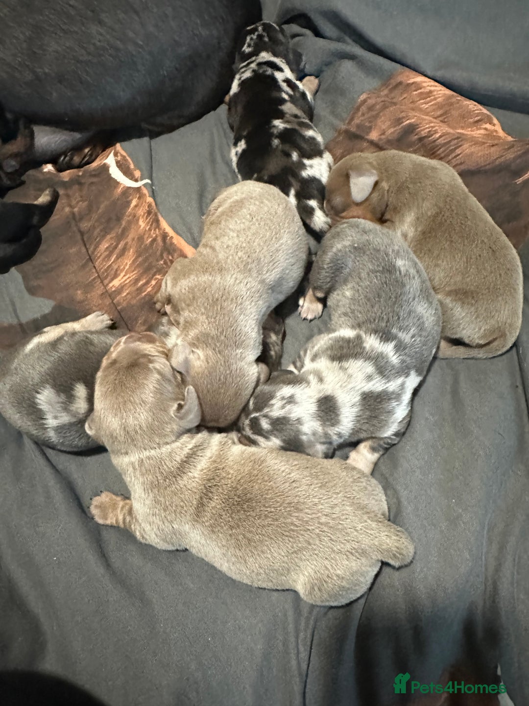 Dachshund dogs for sale: 7 Beautiful dachshund puppies  - Advert 26