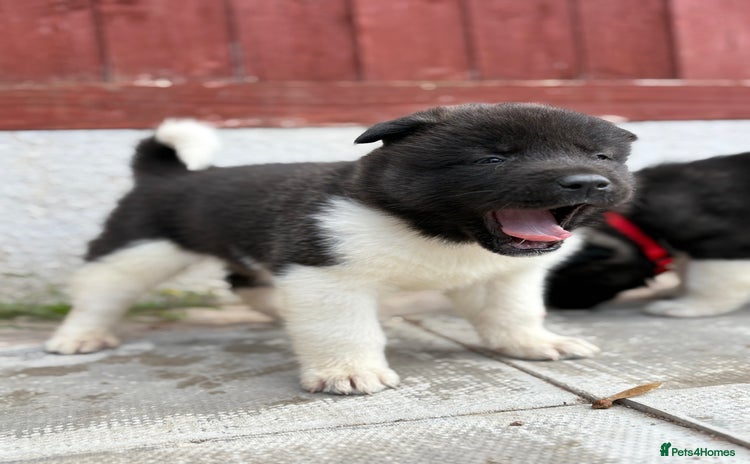 Akita dogs - Advert 1