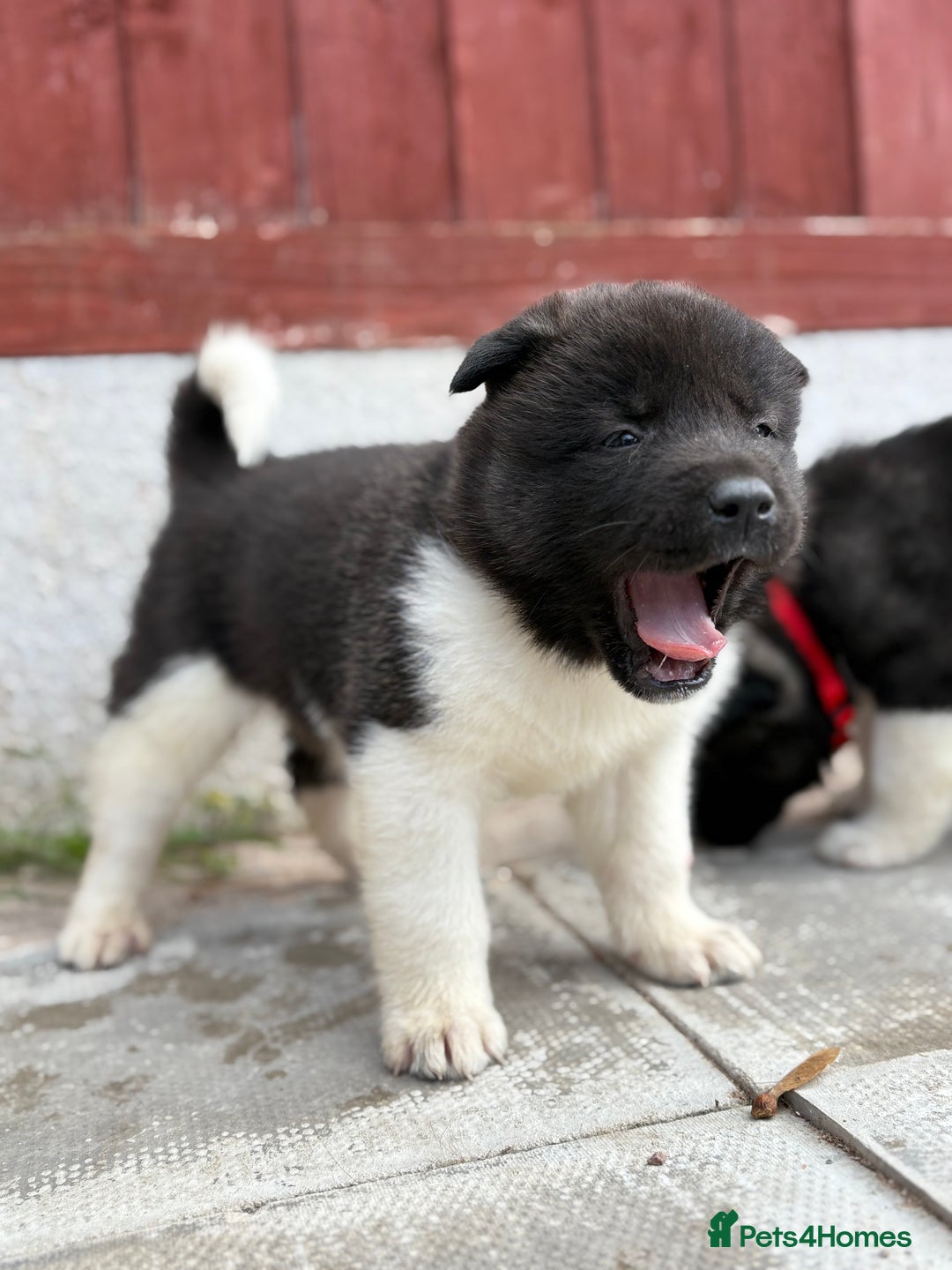Akita Dog Breeds Female Akita Rescue Akita Puppies For Sale Akita