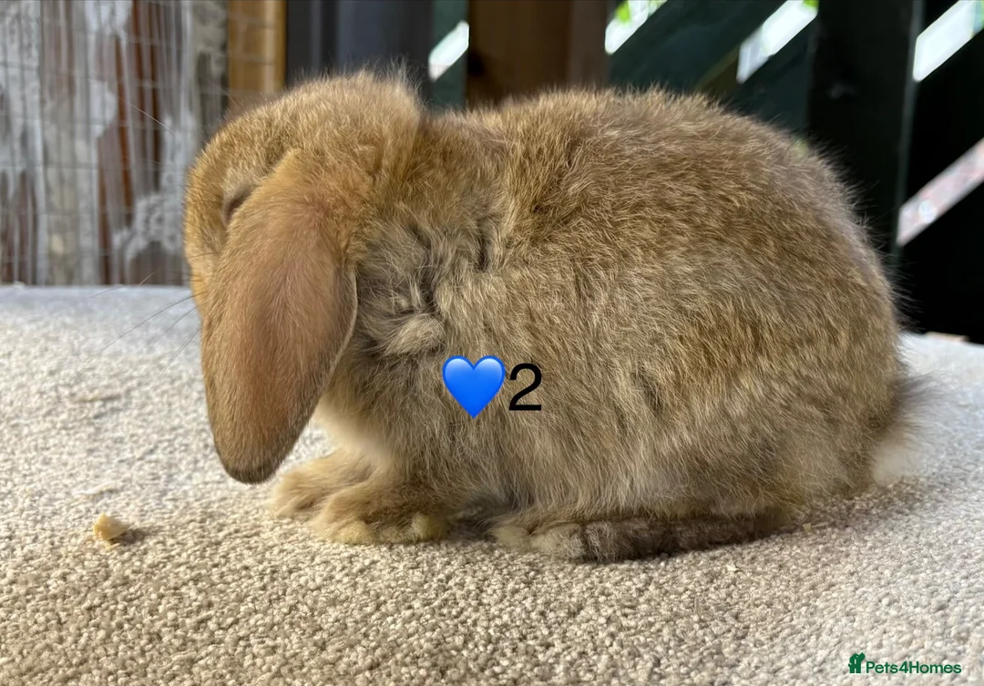 Mini Lop rabbits for sale: Mini lop litter in Newcastle upon Tyne - Advert 2