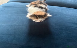 Mixed Breed cats for sale: 🐾 6 Kittens Looking for Forever Homes! 🐾 - Image 4