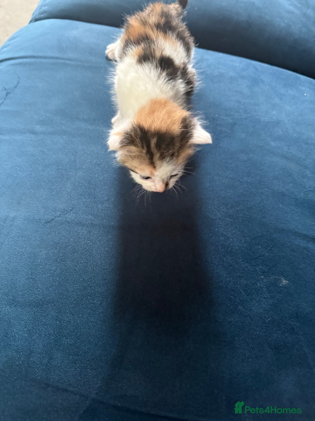 Mixed Breed cats for sale: 🐾 6 Kittens Looking for Forever Homes! 🐾 - Image 4