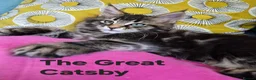 Maine Coon cats for sale: Beautiful maine coon kittens  - Advert 4