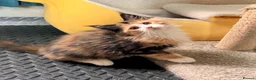 Maine Coon cats for sale: BEAUTIFUL MC KITTENS .  - Advert 10