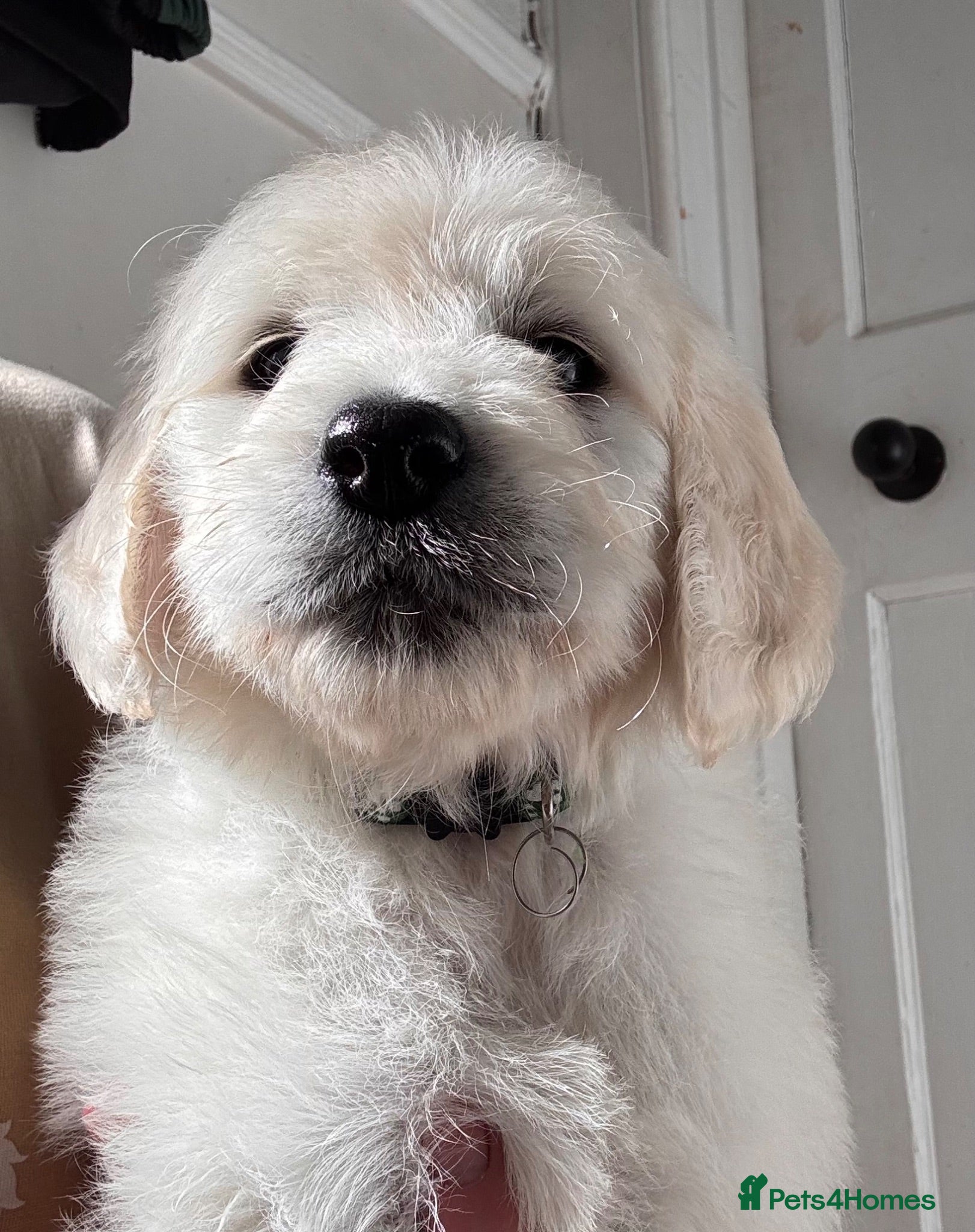 Goldendoodle dogs 💙 4 Gorgeous F1 Goldendoodle Boys 💙 - Advert 1