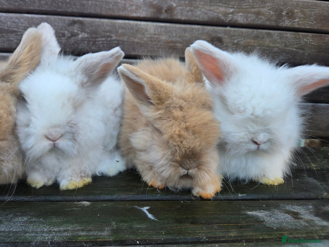 Mini Lion Lop rabbits for sale:  Male teddywidder bunnies  - Advert 4