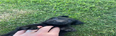 Cocker Spaniel 4