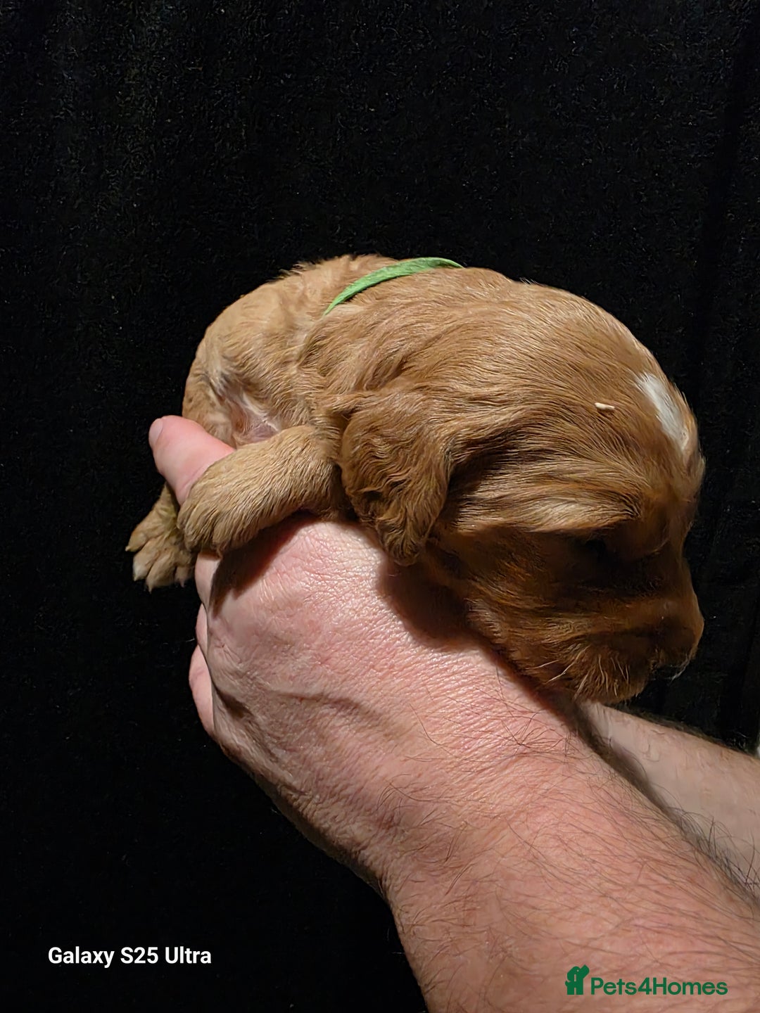 Goldendoodle dogs for sale: Fully Health Tested F1 Goldendoodles - Advert 25