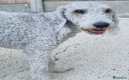 Mixed Breed dogs for sale: Bedlington x whippet Lurcher pups - Image 10