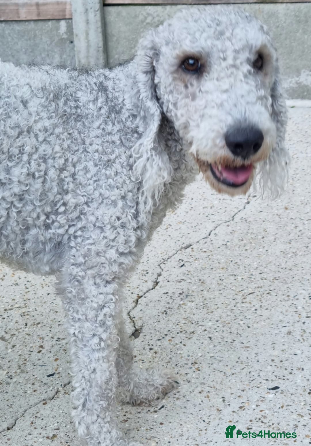 Mixed Breed dogs for sale: Bedlington x whippet Lurcher pups - Image 10