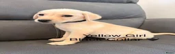 Labrador Retriever dogs for sale: Labrador Puppies For Sale - Advert 6