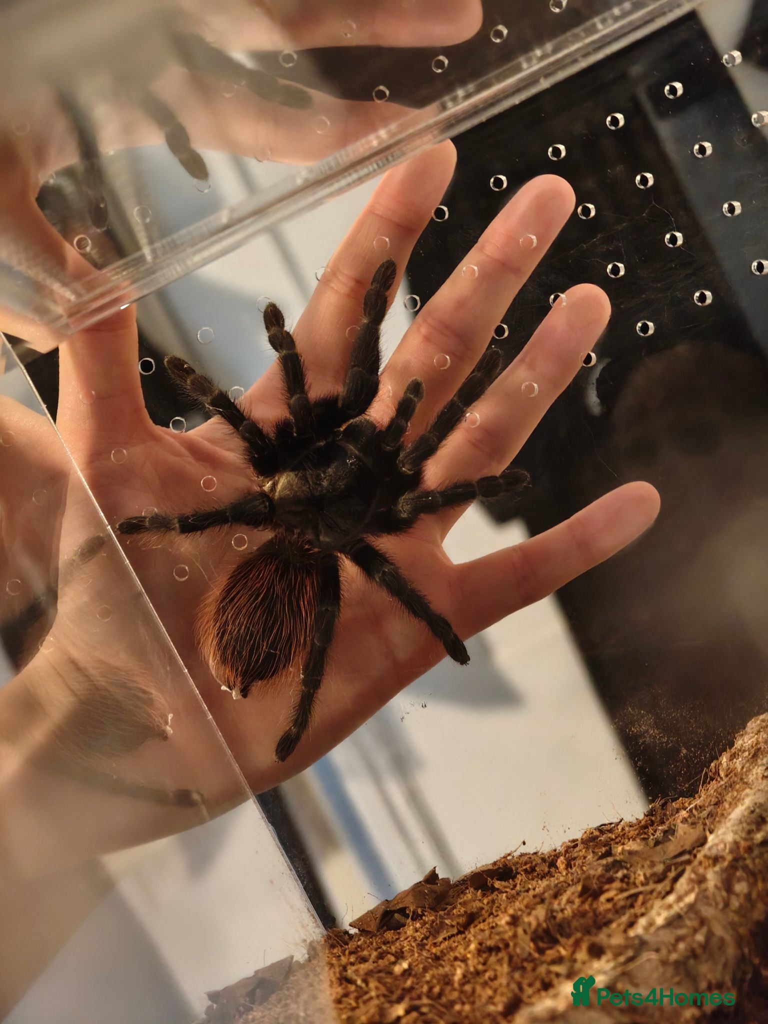 Tarantulas invertebrates Brazilian blue FEMALE 3 years old - Advert 5